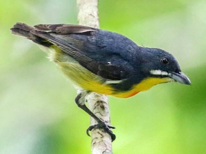 Beccafiori di Palawan