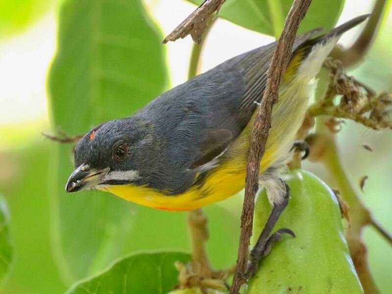 Palawan Flowerpecker, Photos 2