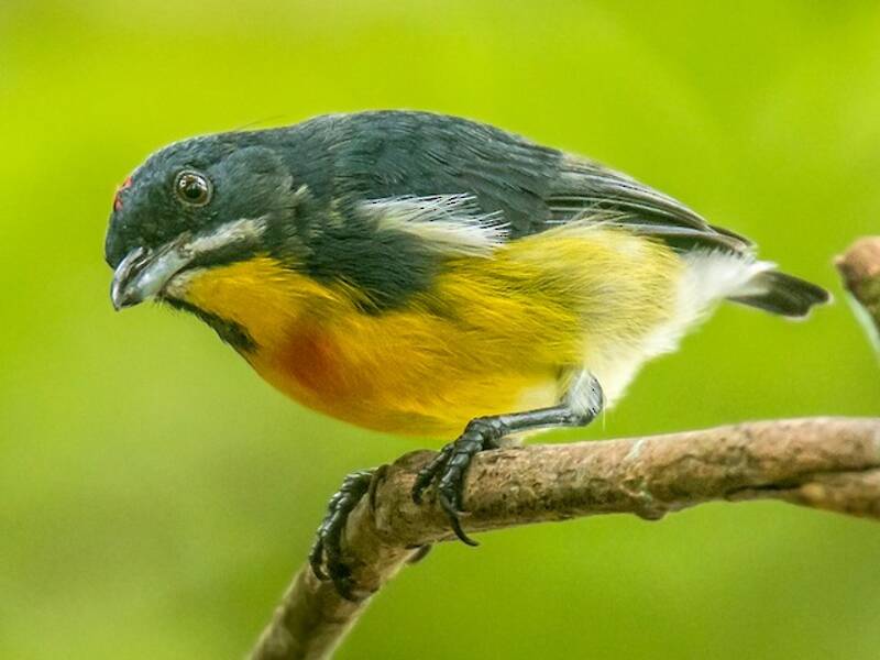 Palawan Flowerpecker, Photos 3