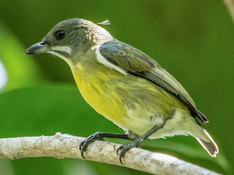 Palawan Flowerpecker, Photos 4