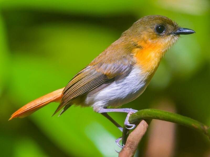 Papamoscas de Palawan