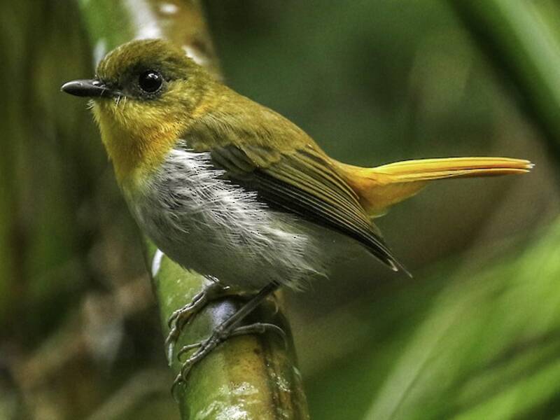 Papamoscas de Palawan, Fotos 3