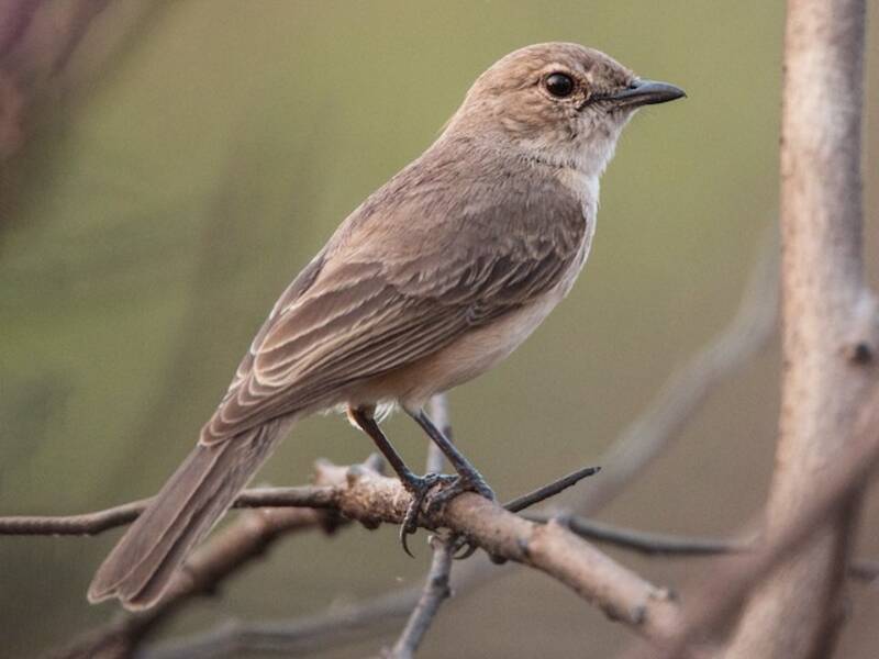 Pale Flycatcher