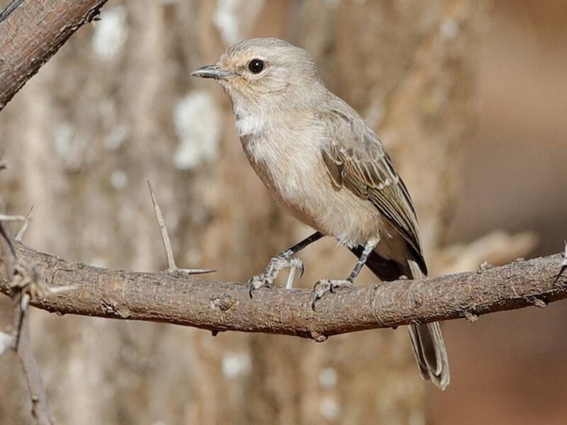 Pale Flycatcher, Photos 2
