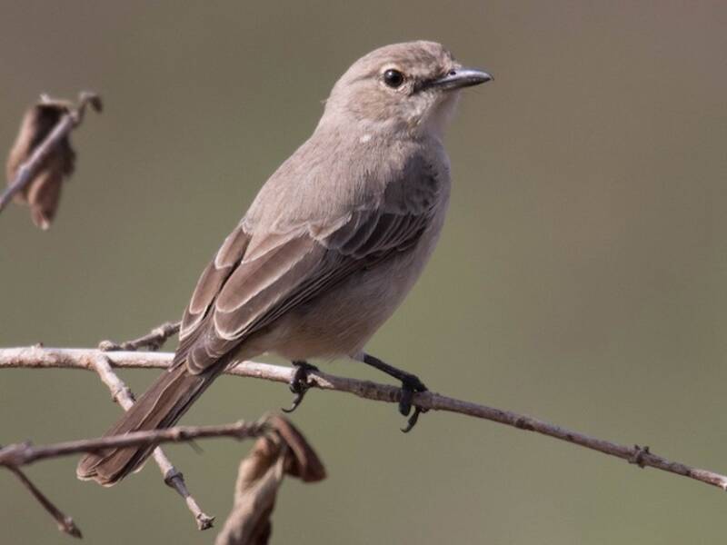 Pale Flycatcher, Photos 3