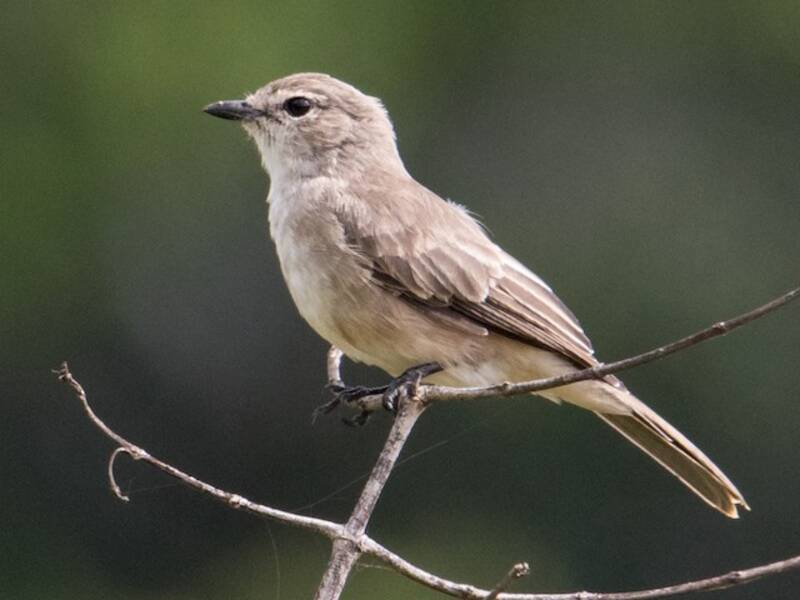 Pale Flycatcher, Photos 4