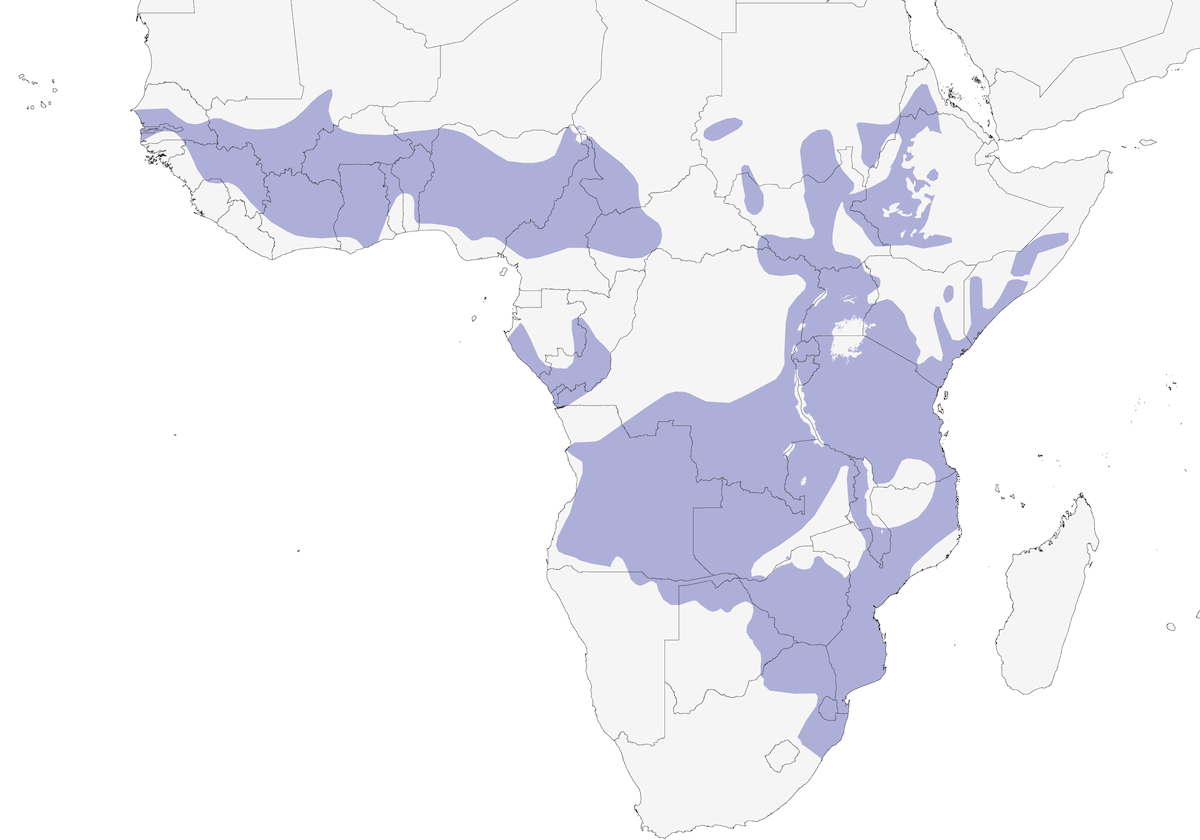 Pale Flycatcher, Distribution 1