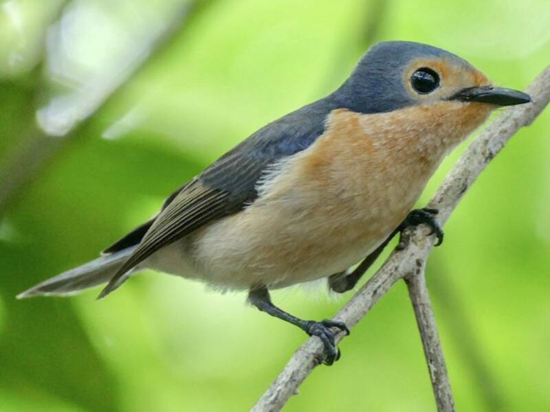 Palau Flycatcher