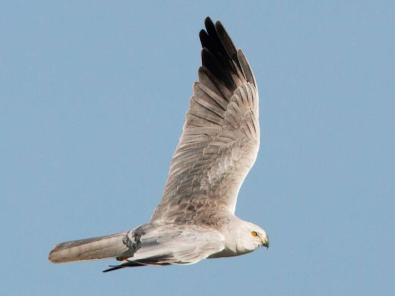 Pallid Harrier, Photos 2