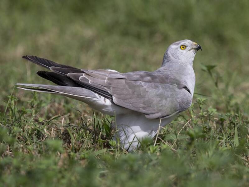 Pallid Harrier, Photos 4