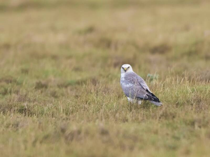 Pallid Harrier, Photos 3