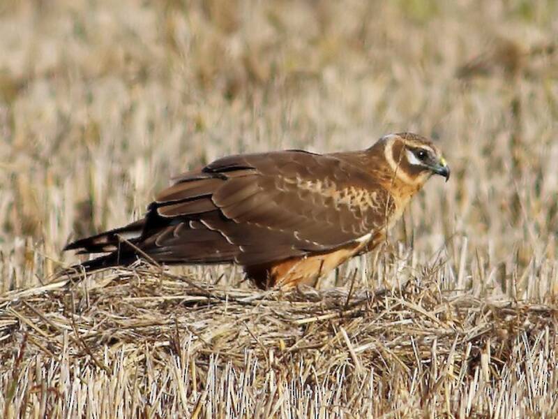 Pallid Harrier