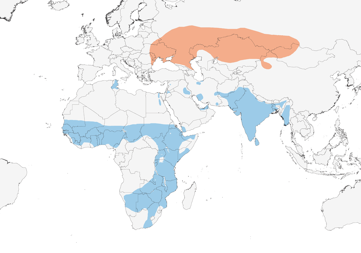 Pallid Harrier, Distribution 1