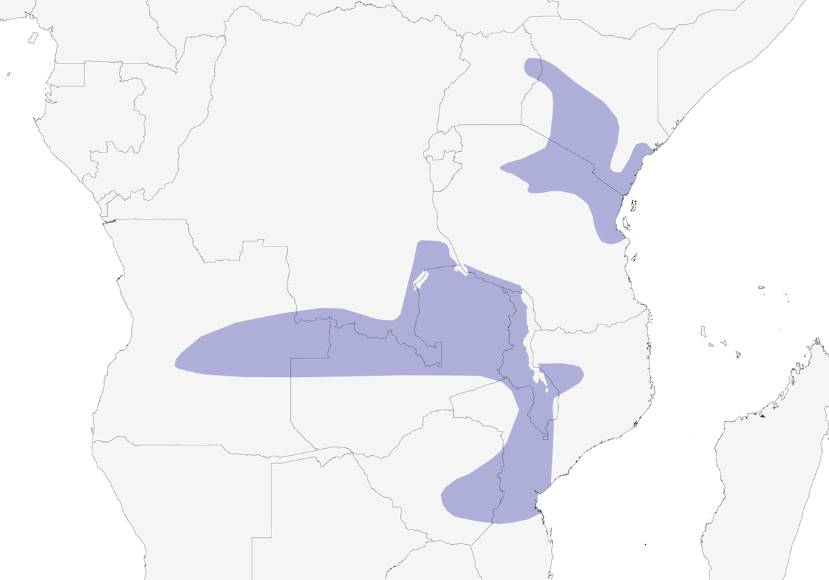 Indicatore pallido, Distribuzione 1