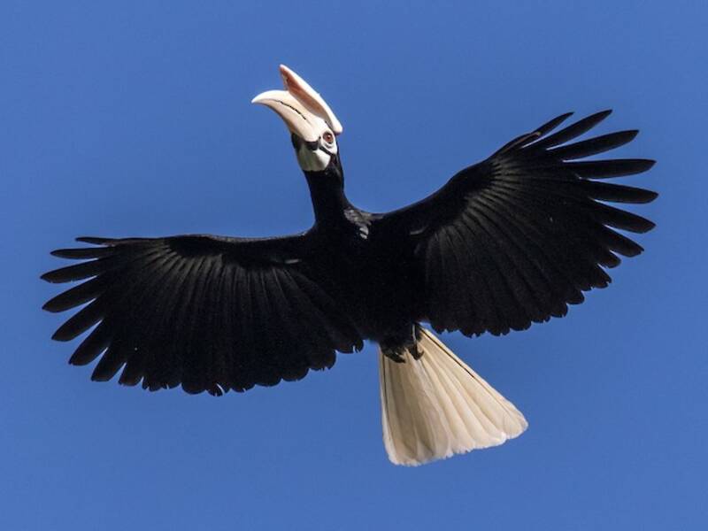 Palawan Hornbill, 照片 4