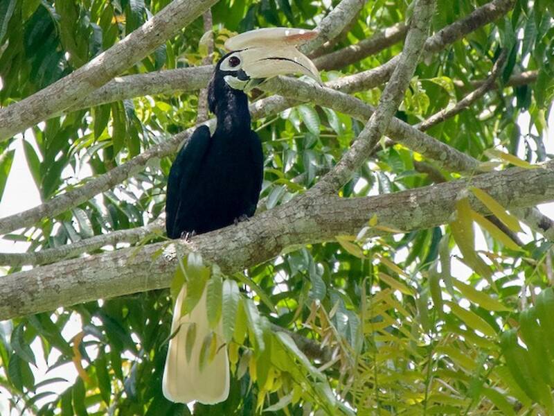 Palawan Hornbill, 照片 3