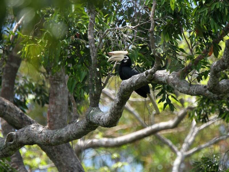 Palawan Hornbill, 照片 2