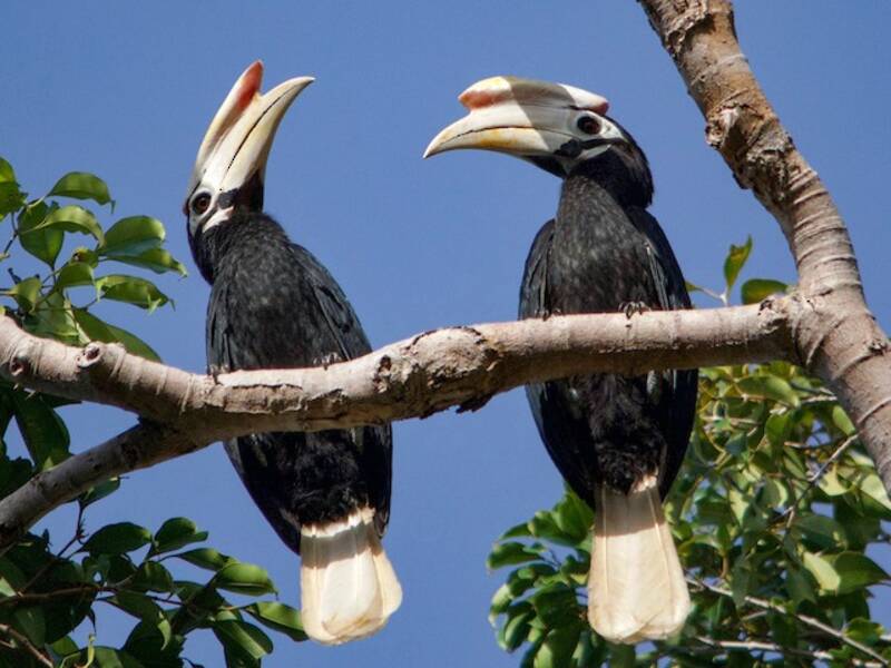 Palawan Hornbill