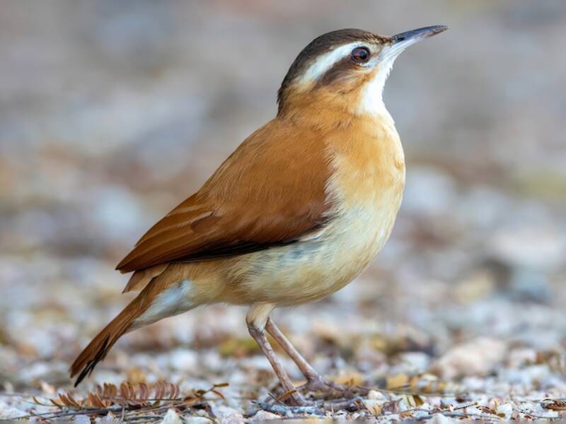 Pale-legged Hornero (Furnarius leucopus)