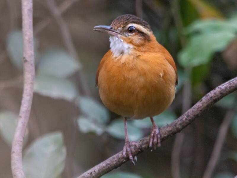Blassfuß-Töpfervogel, Fotos 3