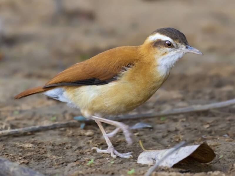Blassfuß-Töpfervogel, Fotos 2