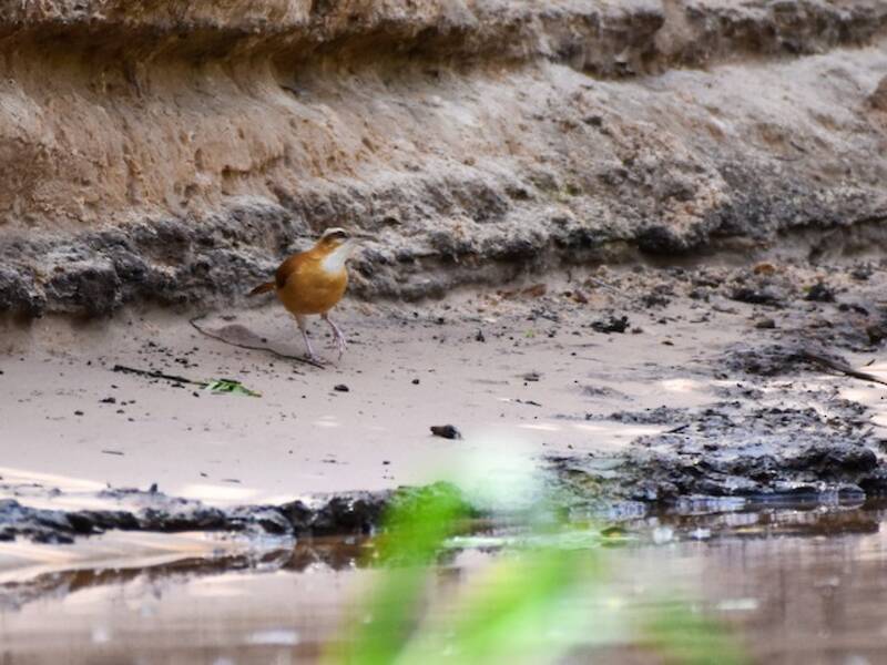 Blassfuß-Töpfervogel, Fotos 4