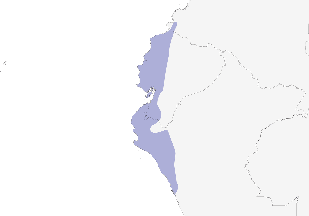 Fornaio del Pacifico, Distribuzione 1