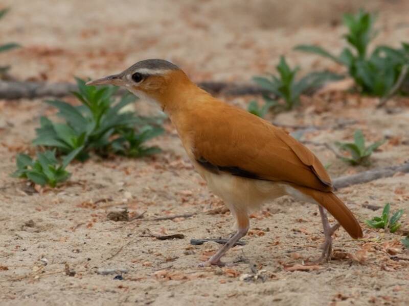 Karibischer Töpfervogel
