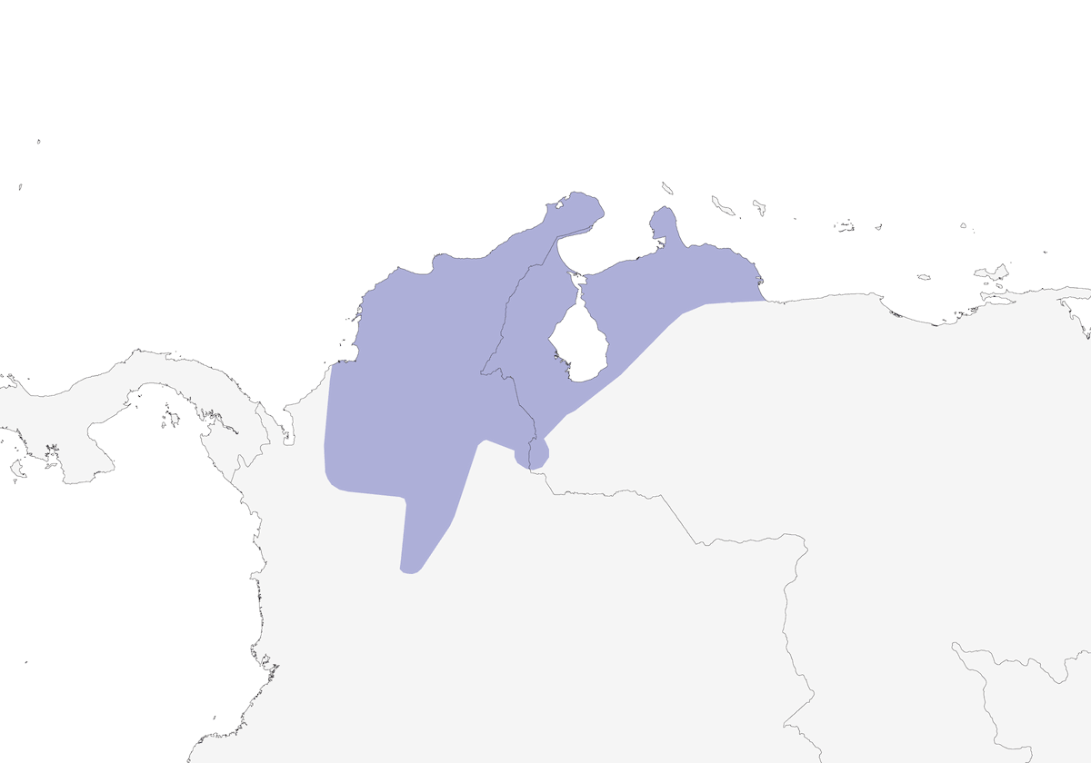 Fornaio dei Caraibi, Distribuzione 1