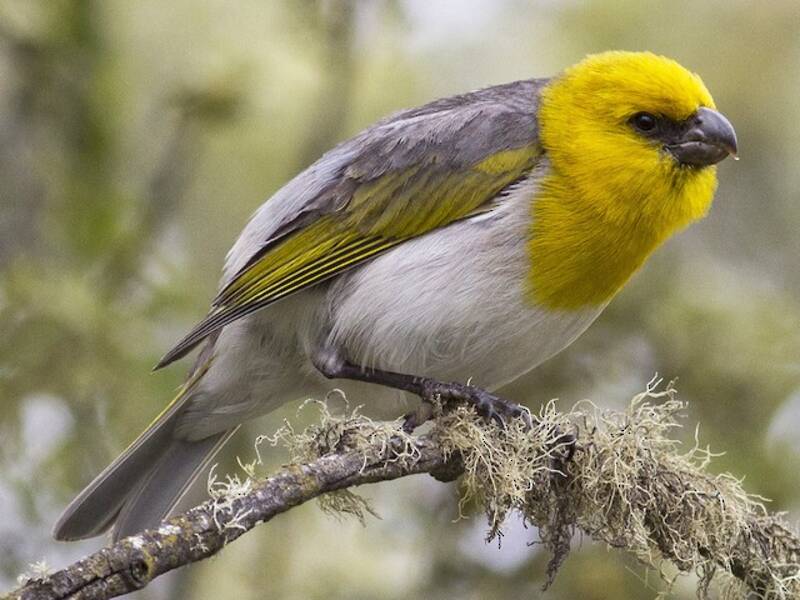 Palila