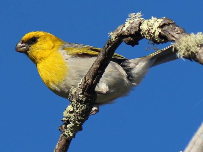 Palila, Photos 3