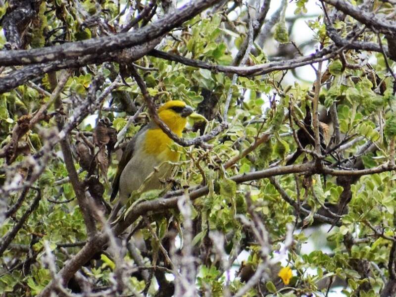 Palila, Photos 4
