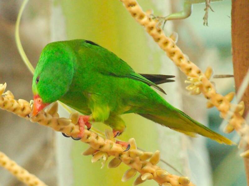 Palm Lorikeet, 照片 4