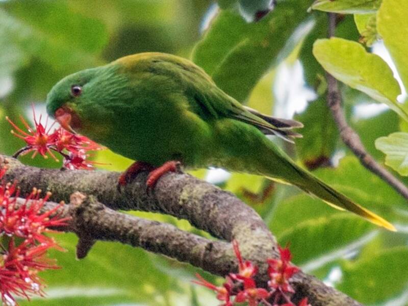 Palm Lorikeet, 照片 3