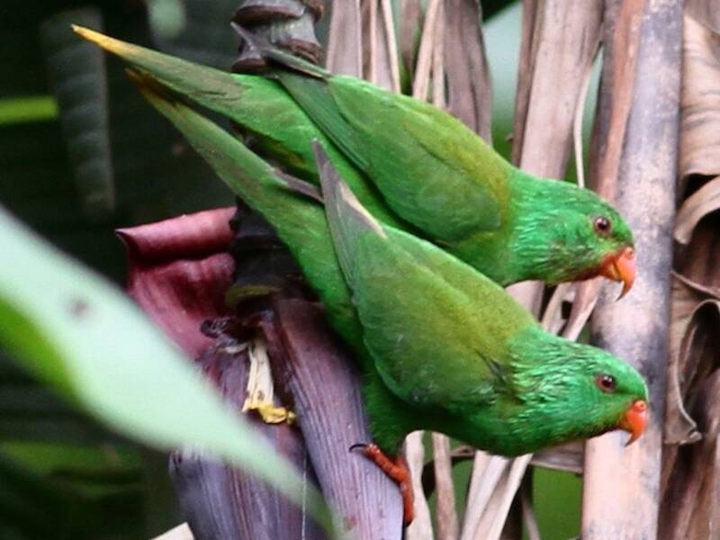 Palm Lorikeet, 照片 2