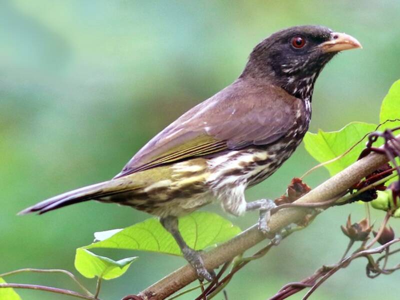 Palmchat (Dulus dominicus)