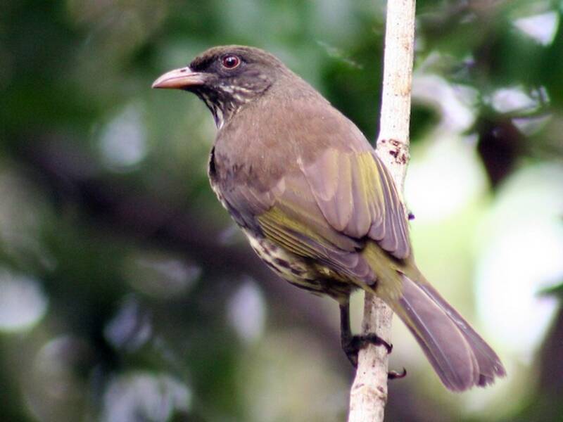 Palmchat, Photos 3