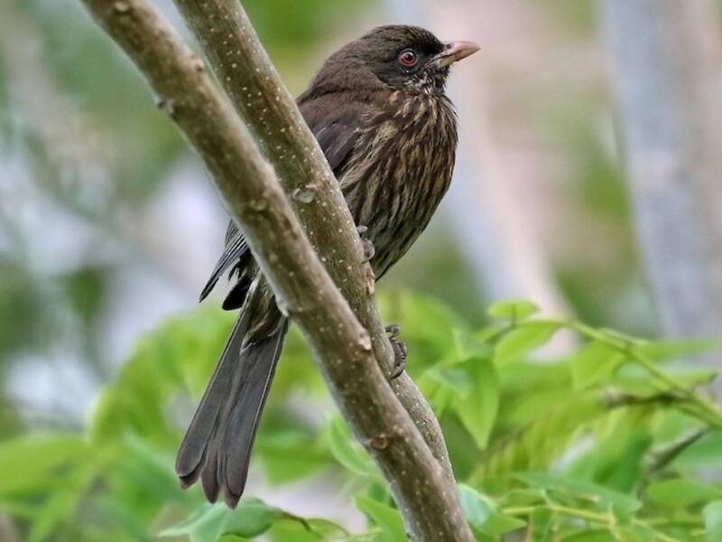 Palmchat, Photos 2