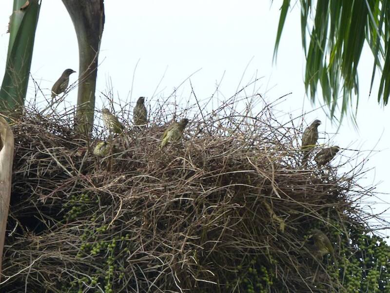 Palmchat, Photos 4