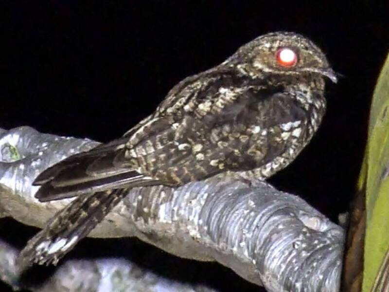 Palau Nightjar, Photos 2