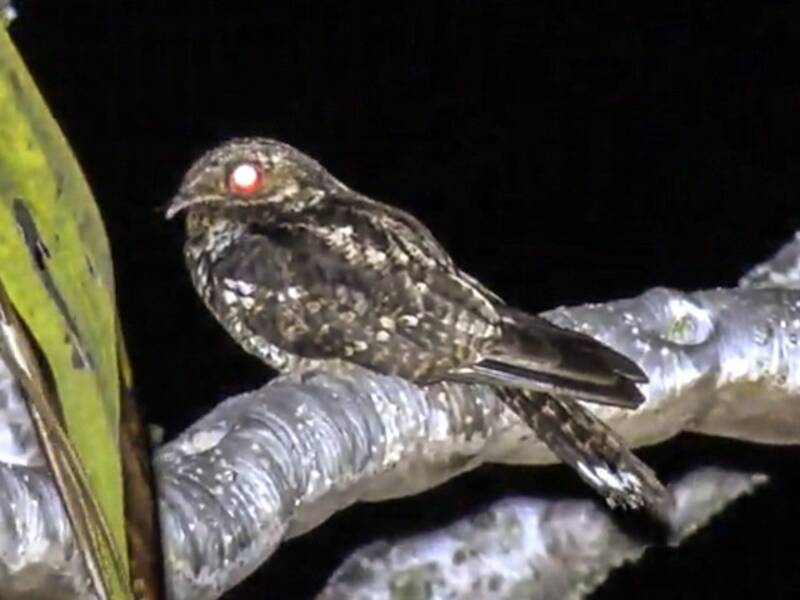 Palau Nightjar