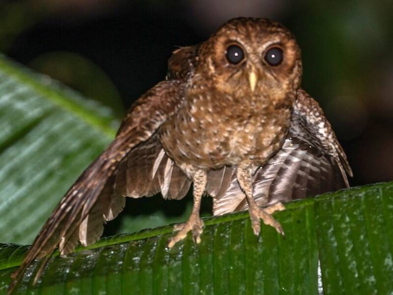 Autillo de Palaos