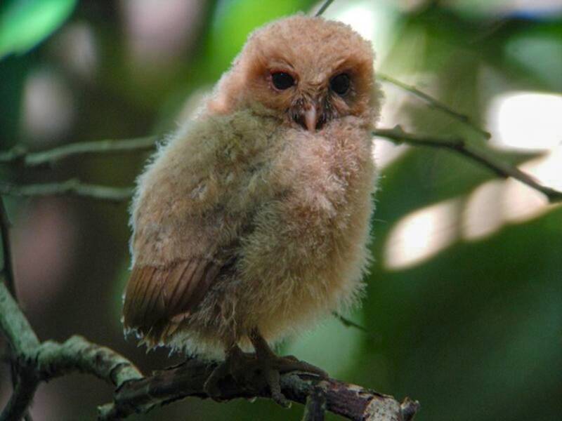 Autillo de Palaos, Fotos 4