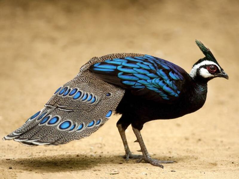 Palawan Peacock-Pheasant