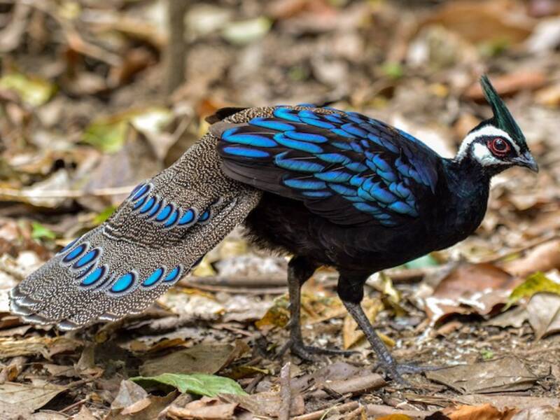 Palawan Peacock-Pheasant, 照片 2