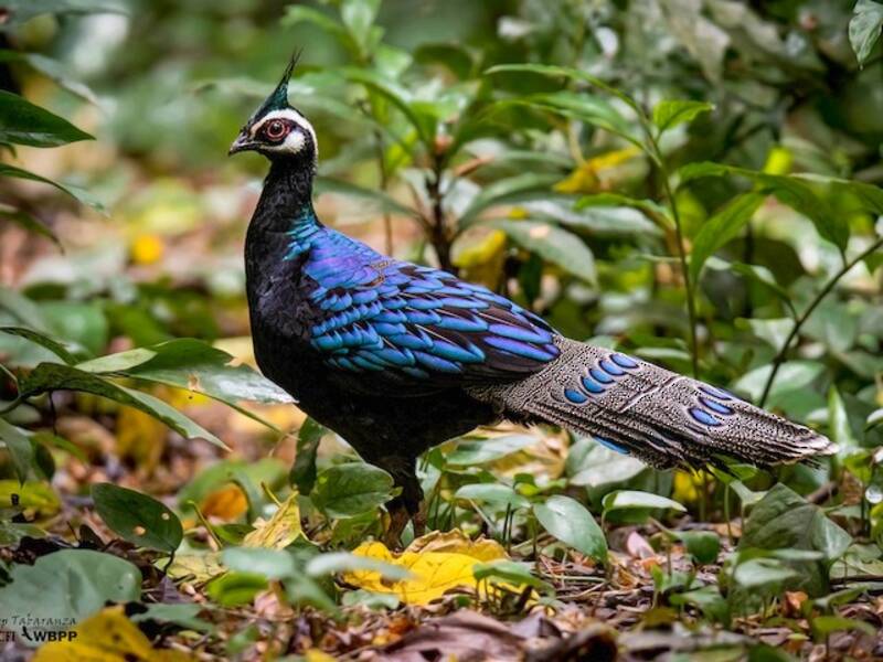 Palawan Peacock-Pheasant, 照片 4