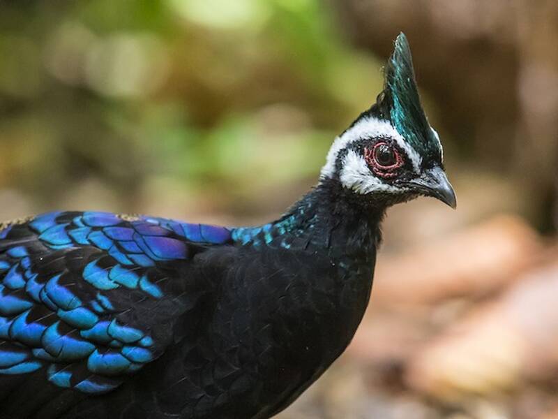 Palawan Peacock-Pheasant, 照片 3
