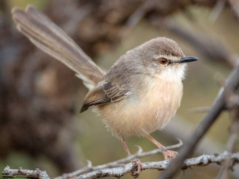 Prinia pallida, Foto 3
