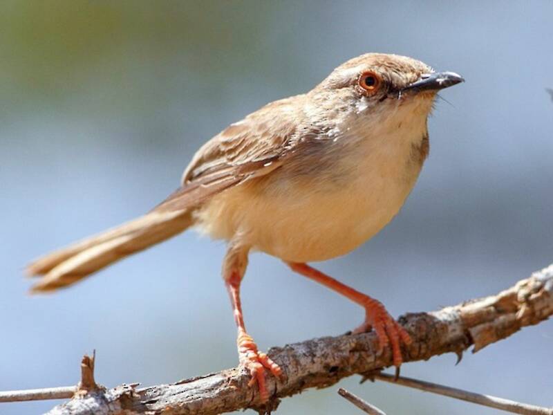 Prinia pallida, Foto 4