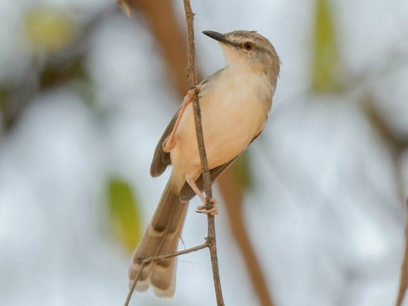 Prinia pallida, Foto 2